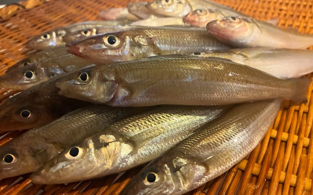 本日のおすすめは昨日釣って来たシロギス！！